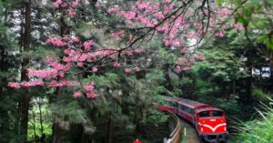 阿里山での日の出と森林鉄道